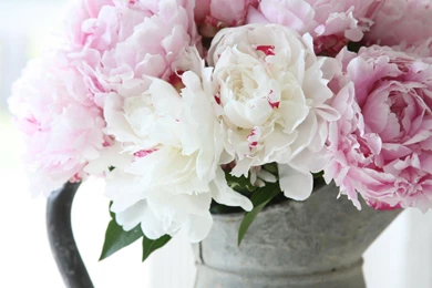 Pink Peony   Wallpaper.