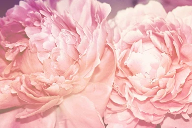 Peonies Together 1230149 Wallpapers   (