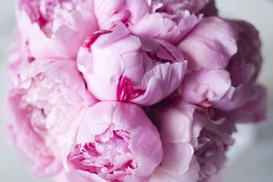 Peony Succulent Bouquet   Wallpaper.