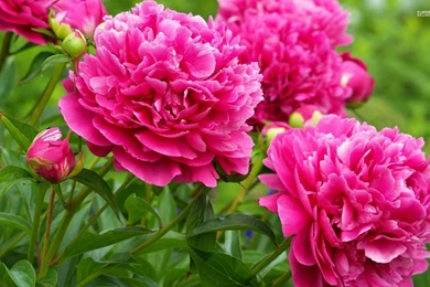Peonies Wallpapers   Flower Wallpapers