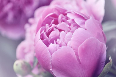 Pink Peonies Flower Of Spring