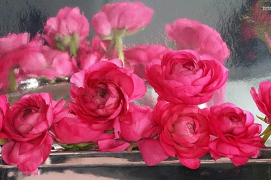 Peonies Wallpapers   Flower Wallpapers