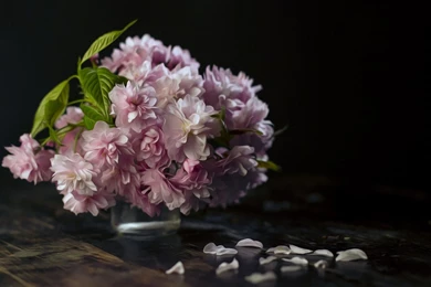 Purple Peonies Wallpapers 27814