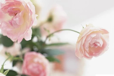 Wallpapers Peonies Flowers Image