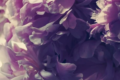 800x1280 Peonies Nexus 7 Wallpapers