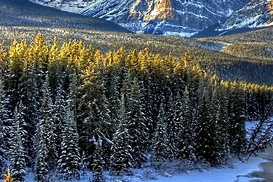 1080x1920 Nature Tree River Winter Wood Wallpapers HD