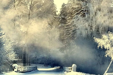 Bridges: December Walk Snow Winter Cold Bridge Mist Trees ...