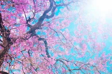 Download Wallpapers 640x960 O hanami, Blossom Festival And To Enjoy ...