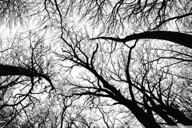 Pecan Grove Black And White HD Desktop Wallpapers : Widescreen ...