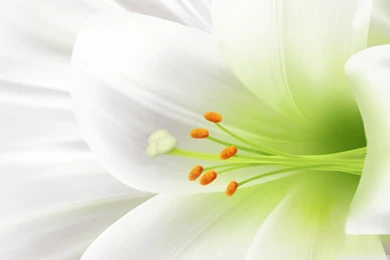 White Lily, Easter Flower HD Desktop Wallpapers : Widescreen : High ...