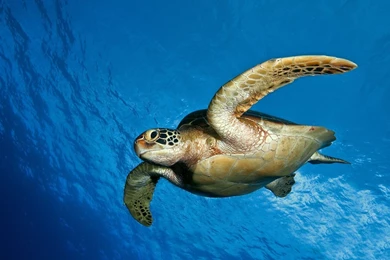 Turtle HD Wallpaper, Turtle Photo, New Wallpapers