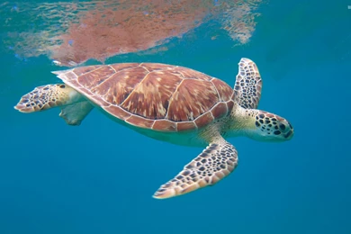 Sea Turtle Wallpapers   Animal Wallpapers