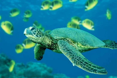 Sea Turtle Wallpapers