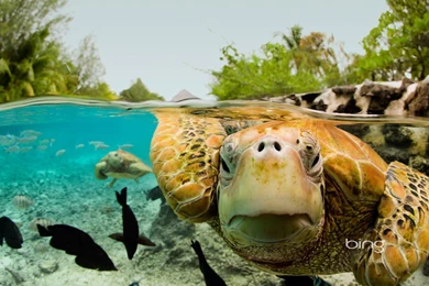 Green Sea Turtles In Bora Bora