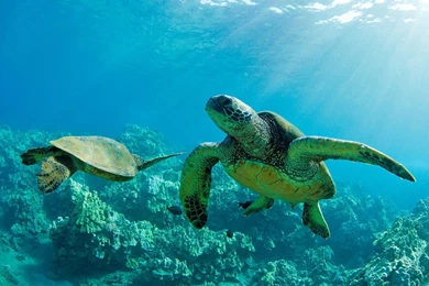 30 Sea Turtles Wallpapers Pictures