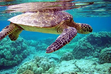 Sea Wallpapers Download   Wallpapers Toplist