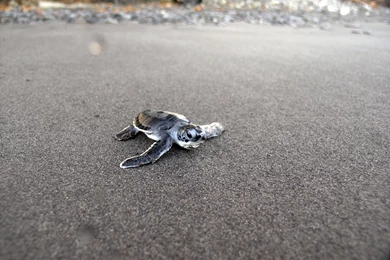 Download Turtle Wallpaper Images