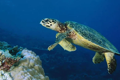 Sea Turtle Wallpapers   Animal Wallpapers