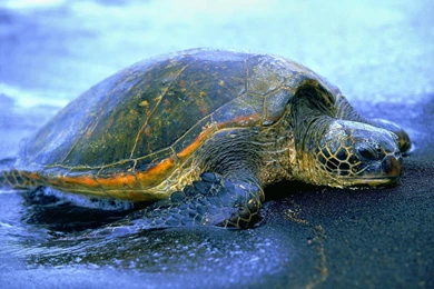 Sea Turtle Computer Wallpapers, Desktop Backgrounds