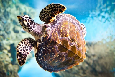 Sea Turtle Wallpapers   Animal Wallpapers