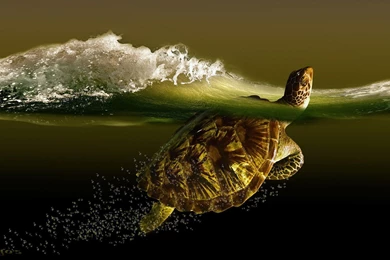 Turtle Wallpapers