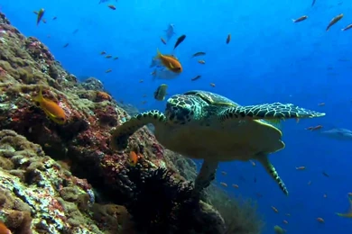 Sea Turtle Hd 1080p >> HD Wallpaper, Get It Now!