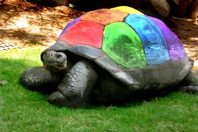 Beautiful Sea Turtle Wallpapers 1600x1200 Wallpapers,Turtle ...