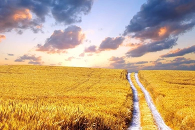 1366x768 Cornfield Summer Hd Wallpapers