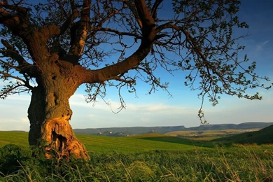 Summer Nature Wallpapers