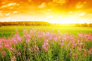 Nature marvellous summer flowers wallpapers.jpg