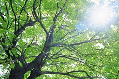 The Sign Of Summer   Summer Nature Photography 1024x768 NO.18 ...