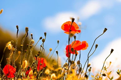 Summer Nature   1361304