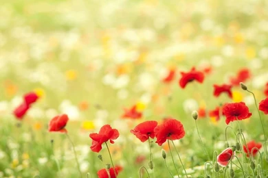 Poppies Flowers Meadow Summer Nature Bokeh