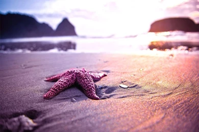 Summer Nature Wallpapers 3   Crazy Frankenstein