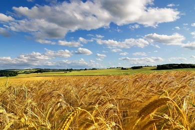 Nature Fields Summer Season Fresh New Hd Wallpapers [Your Popular ...