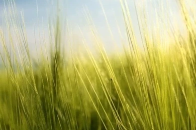 Nature Wallpapers   Free Nature Desktop Wallpapers & Pictures Download