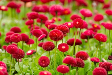 Flowers Wallpapers   Page 1   HD Wallpapers