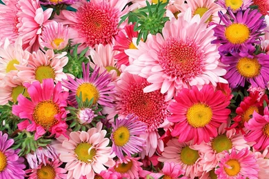 Nature Flowers Wallpapers For Desktop   Wallpapers High Definition