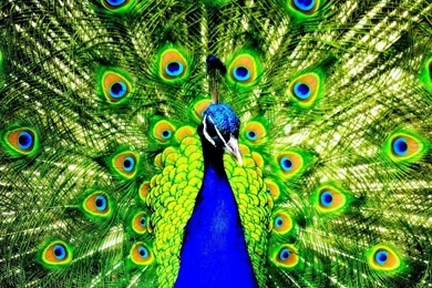 Colourful peacock
