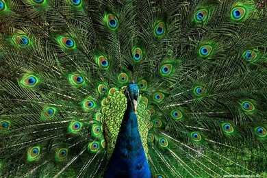 Virtual Bay   Wallpapers Gallery   Peacock