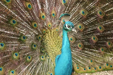 Colourful peacock