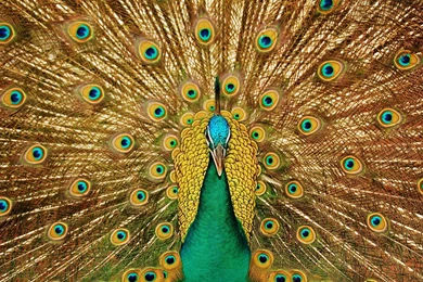 HD Beautiful Peacock Wallpaper.jpg