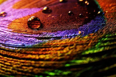 Peacock Feather Desktop Wallpapers