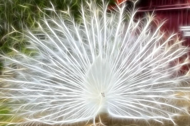 Peacock Wallpapers Desktop Wallpapers   39804