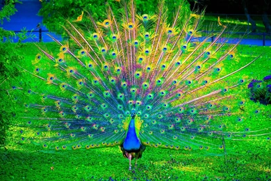 Download Free Dancing Peacock