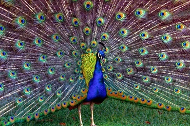 Wallpapers Of Peacock Feathers HD 2015