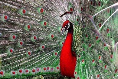 Desktop hd image peacock bird.jpg