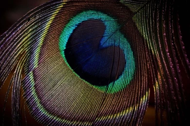 Desktop peacock backgrounds dowload.jpg