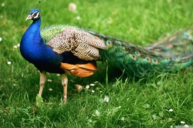 Colourful peacock