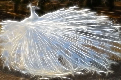 High Definition Peacock Wallpapers For Free Download